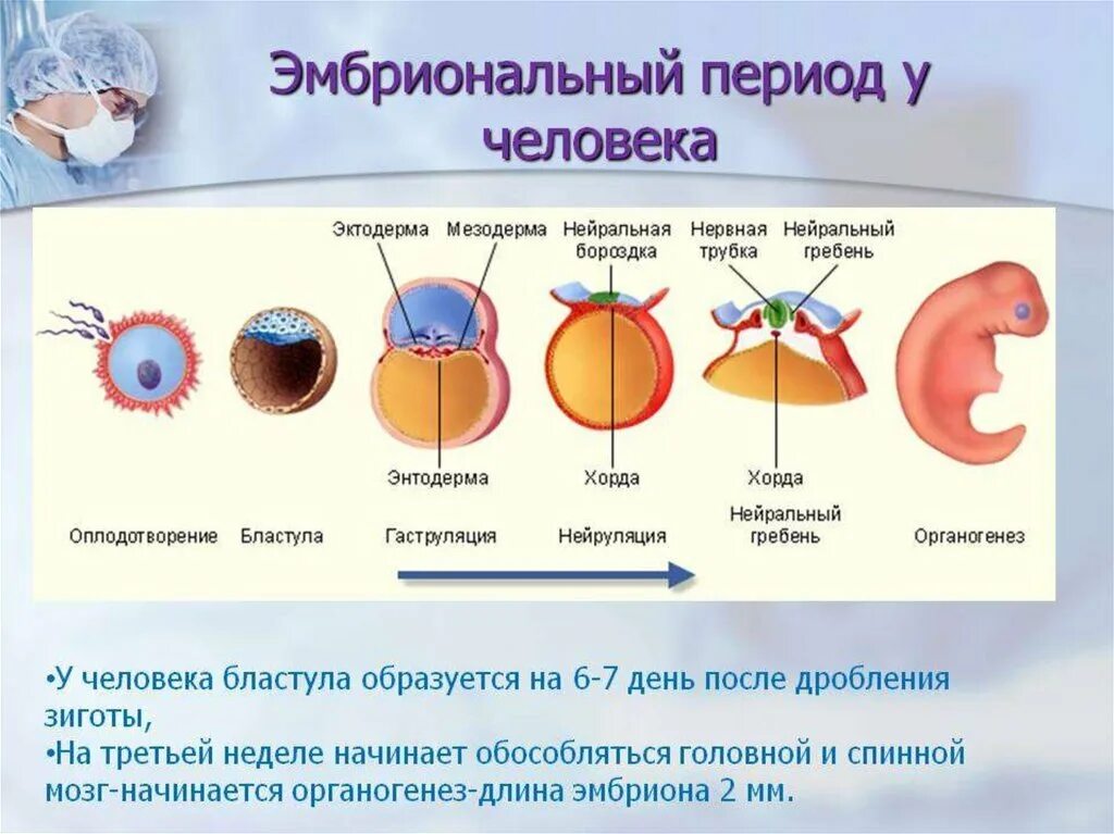 Стадии эмбрионального развития человека. Онтогенез бластула гаструла. Эмбриональное развитие человека: этапы, периоды. Этапы внутриутробного развития зародышевый. Значение эмбрионального этапа