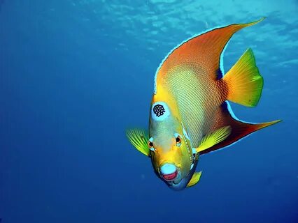 Colorful fish