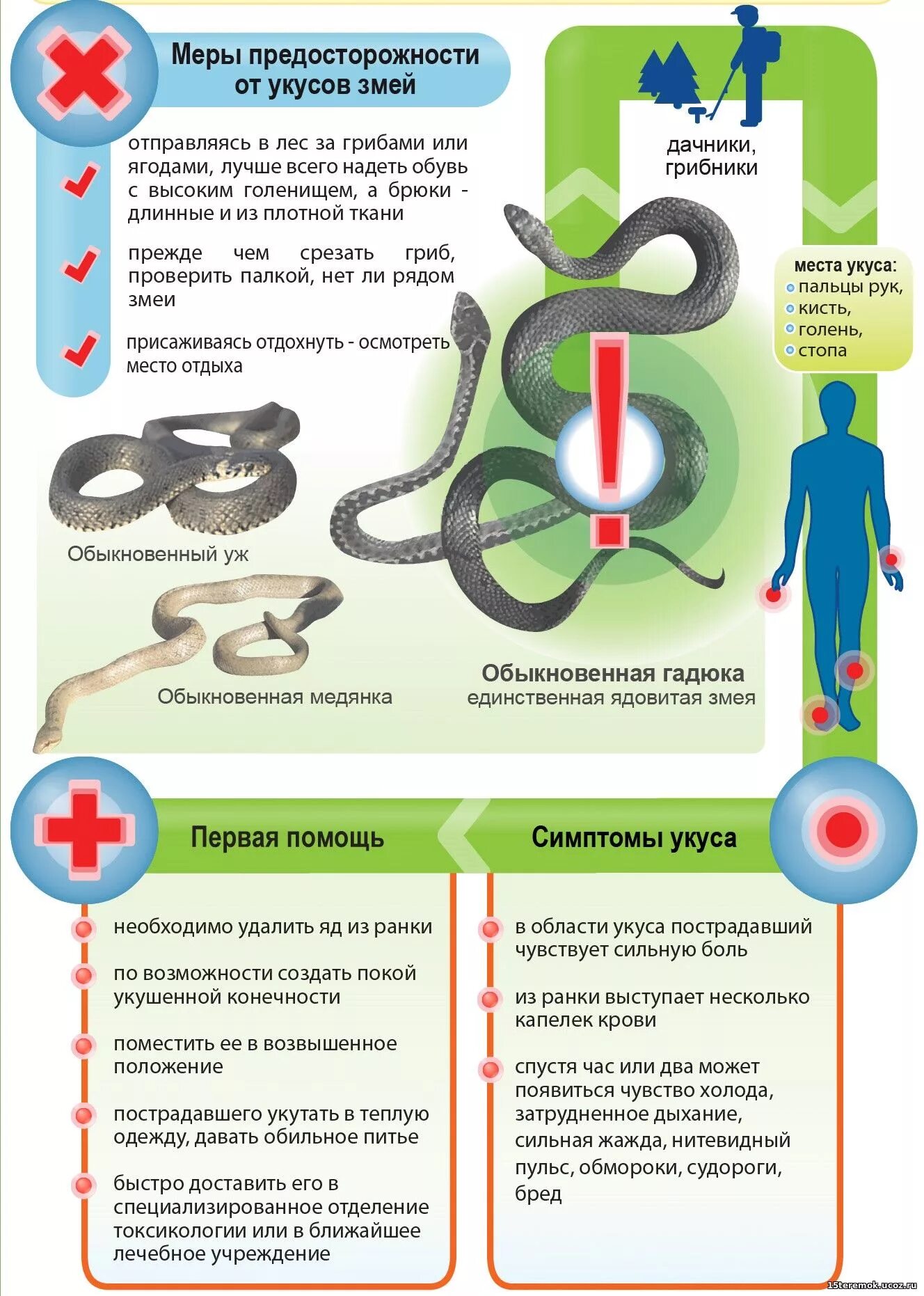 Осторожно змеи. Осторожно змеи памятка. Памятка по змеям. Памятка укус змеи.