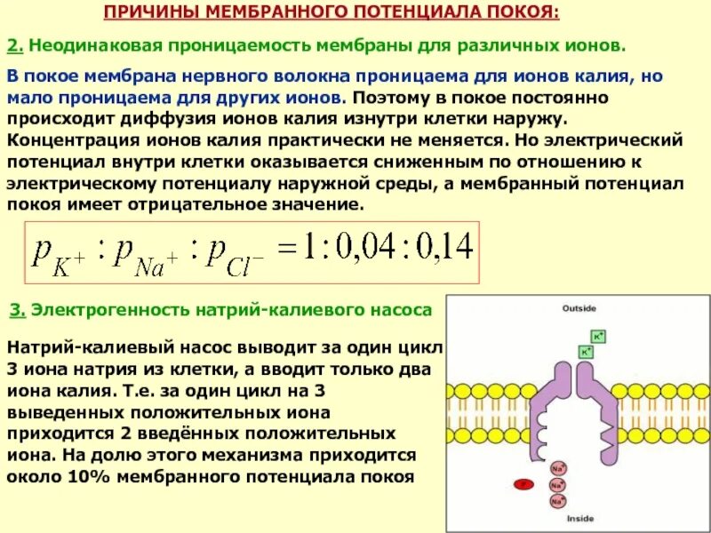 Физическое состояние клетки. Мембранный потенциал ионов клетки. Проницаемость биологических мембран для ионов натрия. Величины потенциала покоя для клеток разного типа. Мембрана покоя потенциал для ионов натрия.