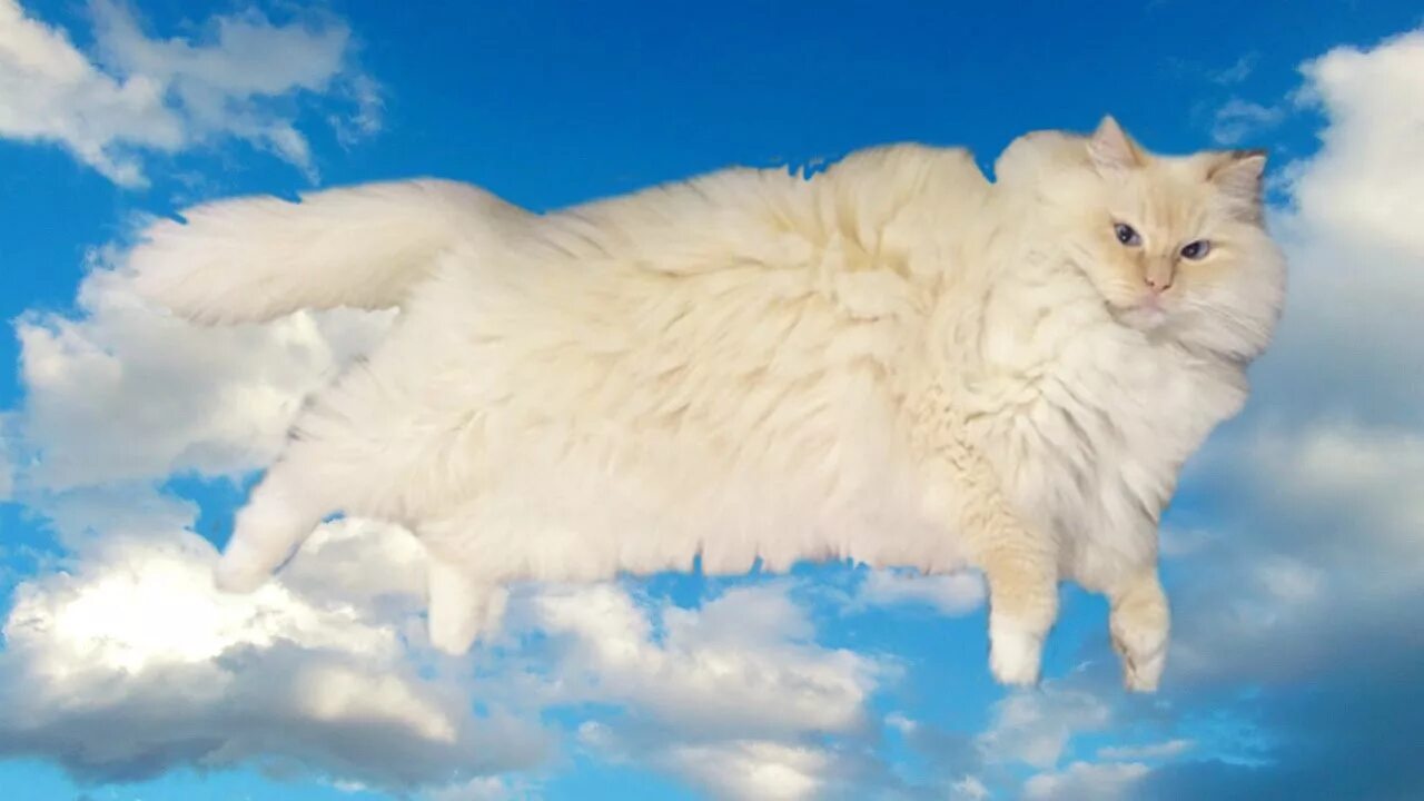 Кот облачко. Кот облако. кошка облачко. коты на небе. пушистое облачко.