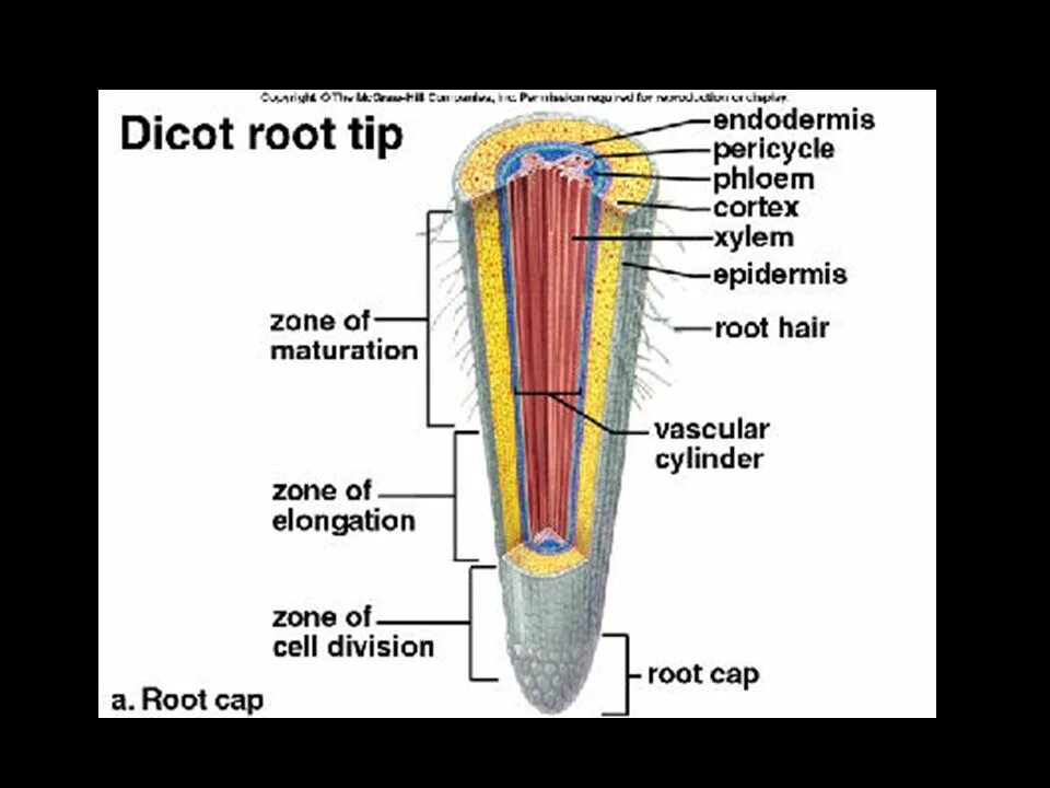 Internal root. Dicot root. root structure. the structure of the root zones. internal structure of the root.