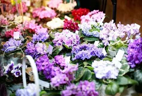 Выставки фиалок в спб в 2024 году