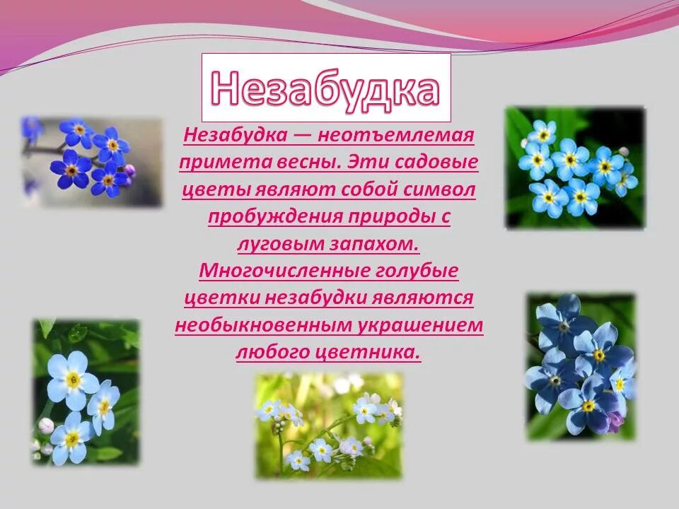 Незабудка что означает. Незабудка цветок описание. Незабудки о цветах. Легенда о незабудке для детей. Сообщение о незабудке.