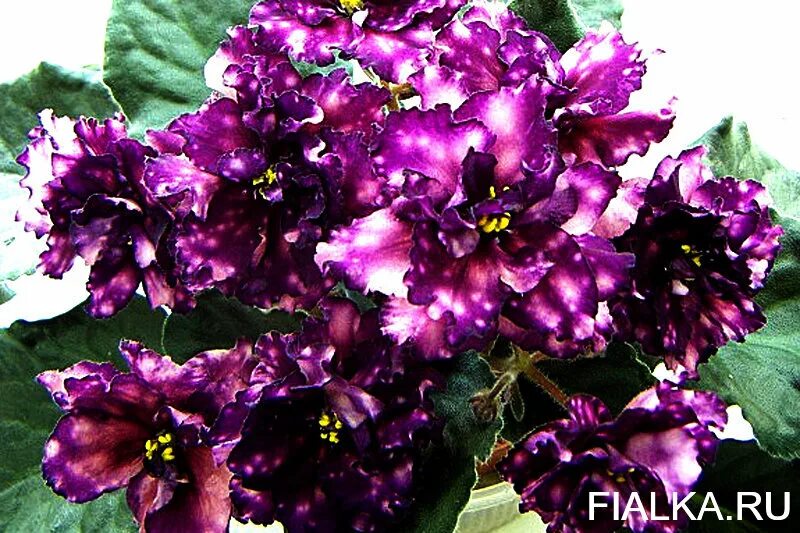 Фиалка ае млечный путь. Фиалка аи. Ае стрелец элит. Фиалка ай да костя. Фиалка аи.