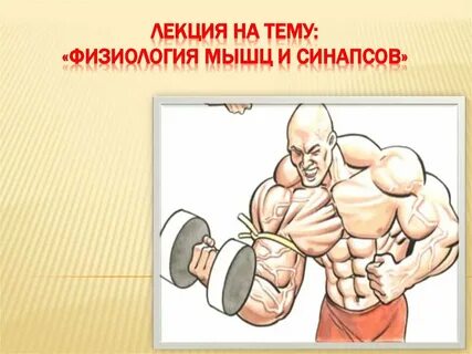 Физиология мышц