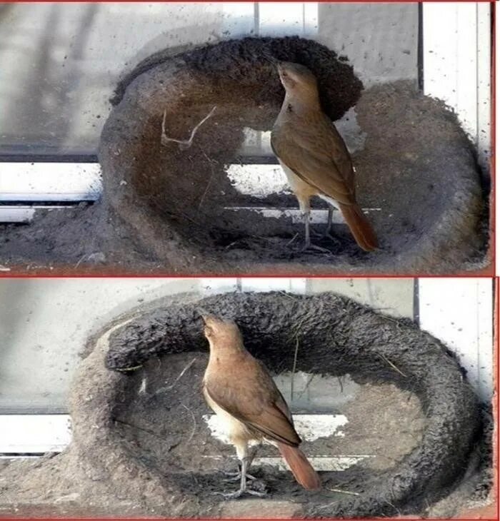 Какая птица строит. Гнездо для птиц. Воробей горихвостки птенец. Гнездо воробья ткачика. Птенцы воробья в гнезде.