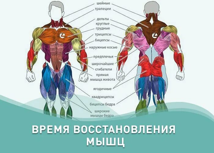 Как восстанавливаются мышцы после тренировки. Сколько времени восстанавливаются мышцы. время восстановления мышечных групп. сколько нужно времени для восстановления мышц. сколько дней нужно для восстановления мышц после тренировки.