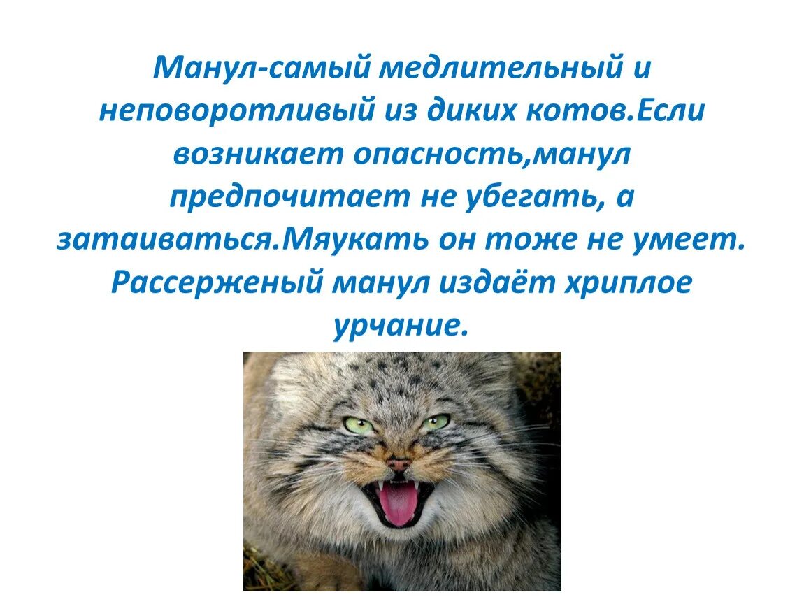 Манул проект 2 класс Презентация: "Манул и его жизнь"