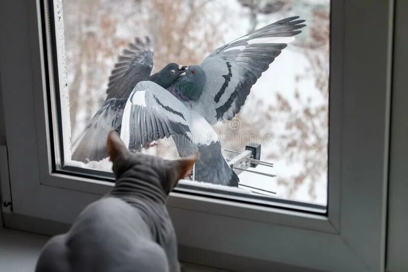 Голубь на карнизе примета. Голубь на подоконнике. Голубь сидит на окне. Голубь за окном. Несколько голубей на подоконнике.