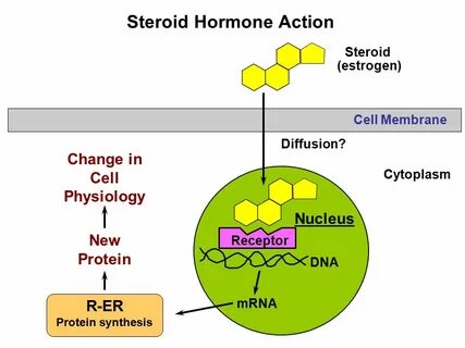 Mechanism of action