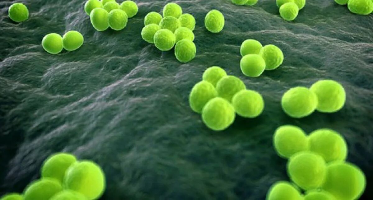 Микроорганизм staphylococcus aureus. Микроорганизм staphylococcus aureus