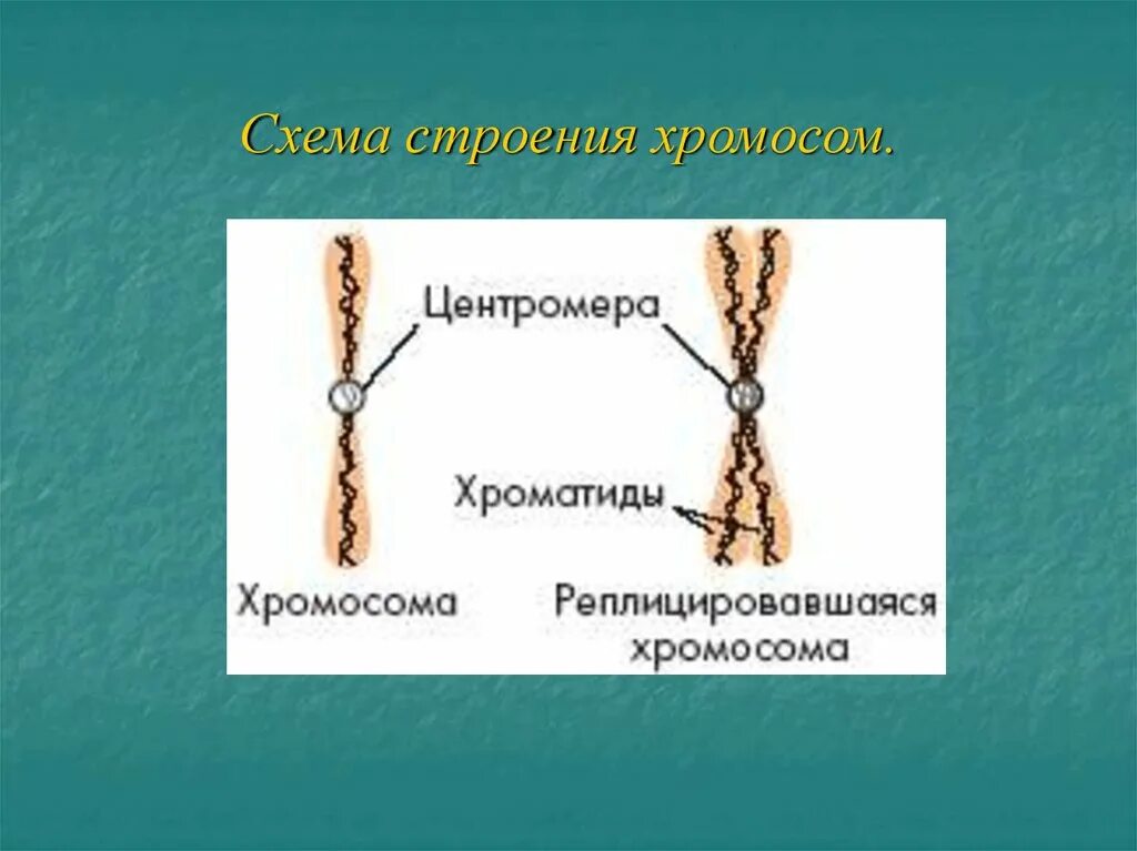 Б образование двухроматидных хромосом. Схема строения хромосомы. Схематическое строение хромосомы. Строение хромосомы рисунок. Строение клетки хромосомы.