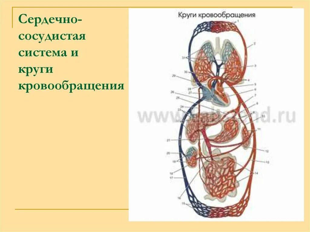 Кровеносная система состоит из круга кровообращения. Сердечно сосудистая система круги кровообращения. малый круг кровообращения физиология. проводящая система сердца. сердечные круги кровообращения динамика.
