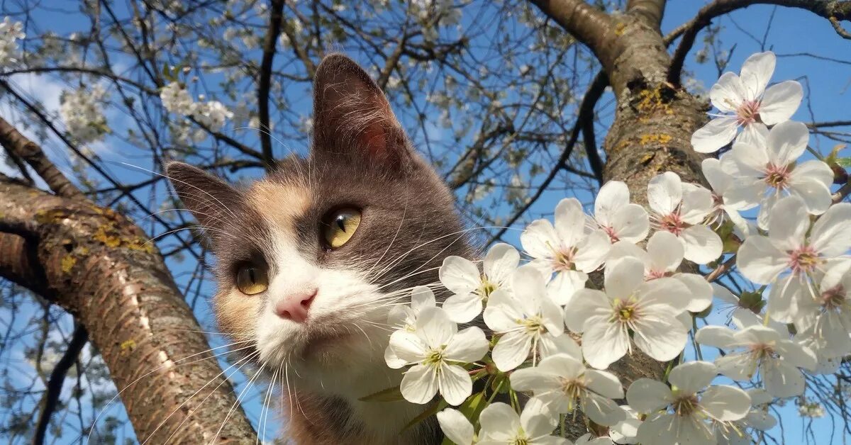 Даешь весну картинки. Кошки весной. Весенняя кошка.