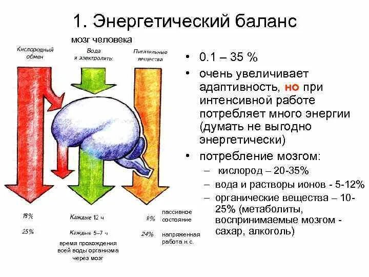 Сколько потребляет мозг. Потребление энергии мозгом человека. Количество энергии потребляемой мозгом. Сколько процентов энергии потребляет мозг. Сколько энергии тратит мозг человека.