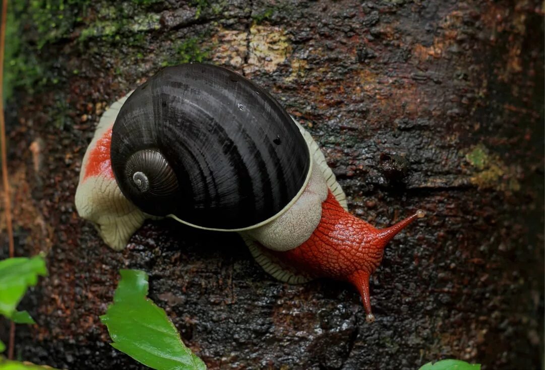 Кровь улитки. Индийская улитка Indrella ampulla. Улитка Priotrohatella stellata. Улитка Дракула хемиплекта. Необычные улитки.