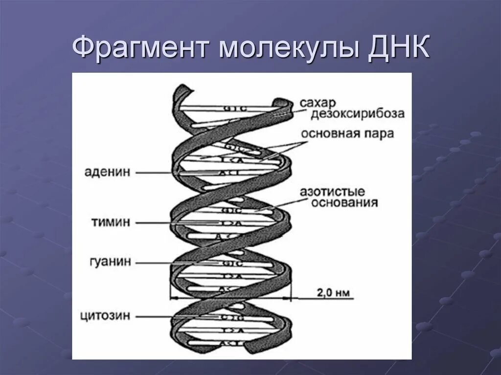 Составляющая днк. Схема строения молекулы ДНК. Нарисуйте схему строения ДНК. Молекула ДНК схема. Схема фрагмента молекулы ДНК.