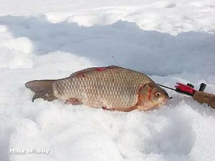 Рыбалка на карася со льда