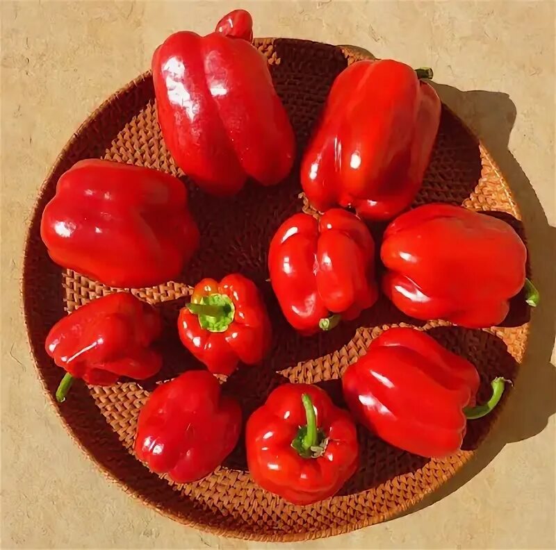 Перец сладкий "Венгерский" (лат. Capsicum annuum Hungarian) семена 5шт - купить 