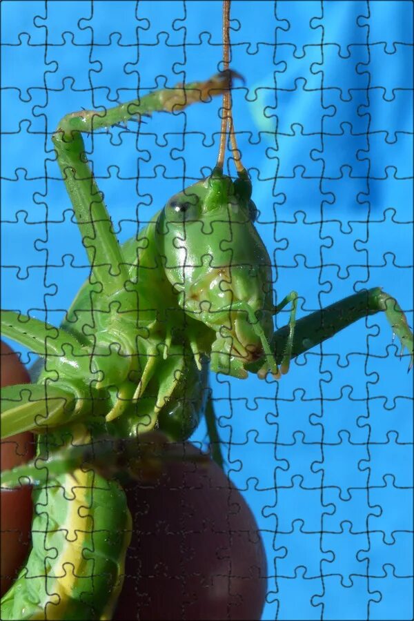 Neobarrettia spinosa кузнечик. Прямокрылые кузнечики. Красноглазый кузнечик (neobarrettia spinosa). Кузнечик альбинос. Прямокрылые кузнечики.