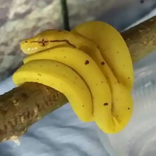 banana pinstripe ball python snake akihiko citrusnoodle Ball python, Pinstripe b