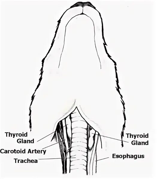Расположение щитовидной железы у собак. Строение щитовидной железы собаки. Щитовидная железа у собаки анатомия. Анальные железы у животных. Как чистить параанальные железы у собак
