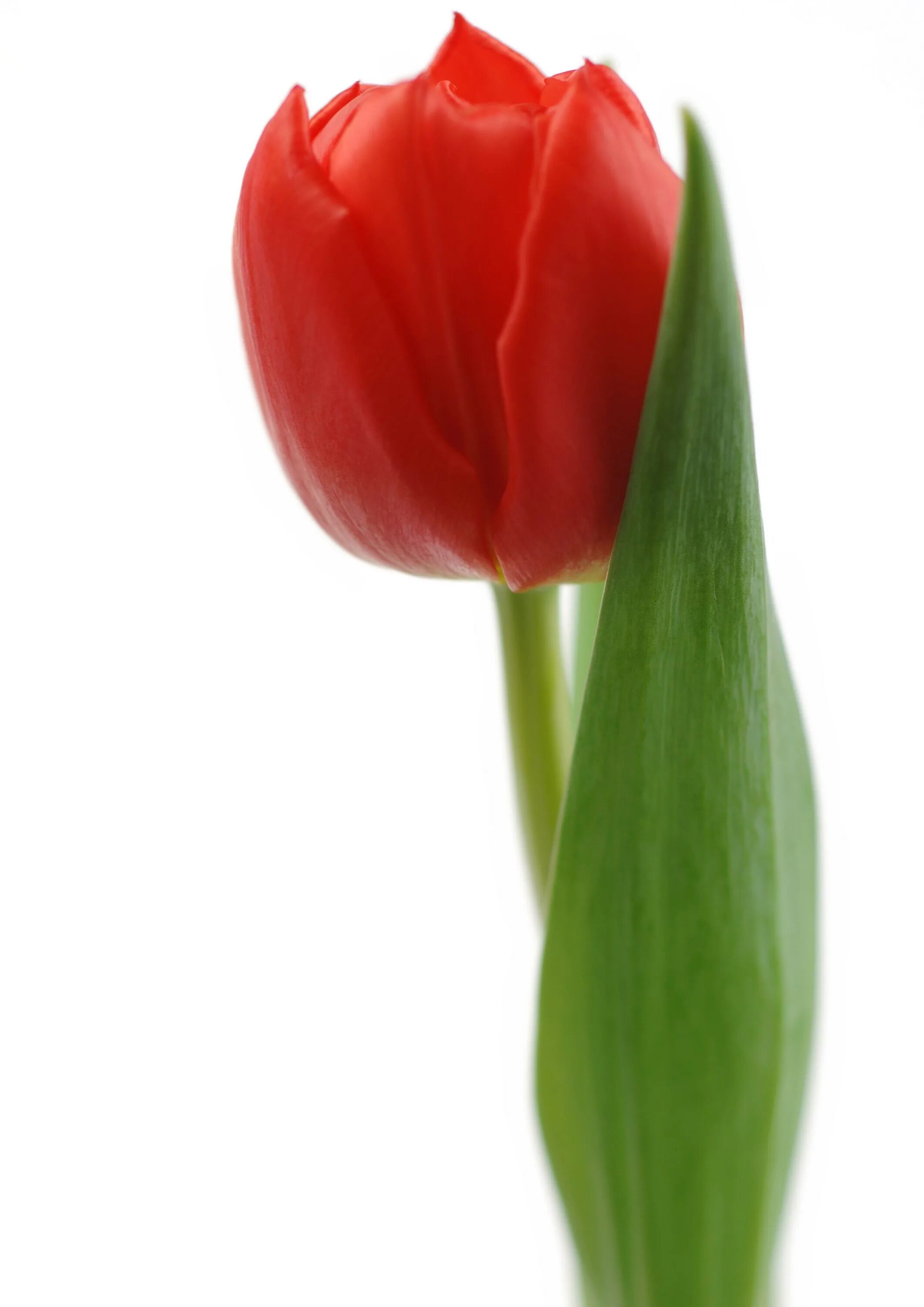 Тюльпан Тулип. Тюльпан Tulipa. Тюльпан карпаччо. Red-White тюльпан. Можно дарить 1 тюльпан