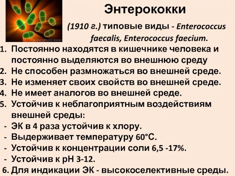 Энтерококк фекалис лечение. Энтерококки классификация микробиология. энтерококки биологические свойства. энтерококки микробиология диагностика. энтерококки представители.