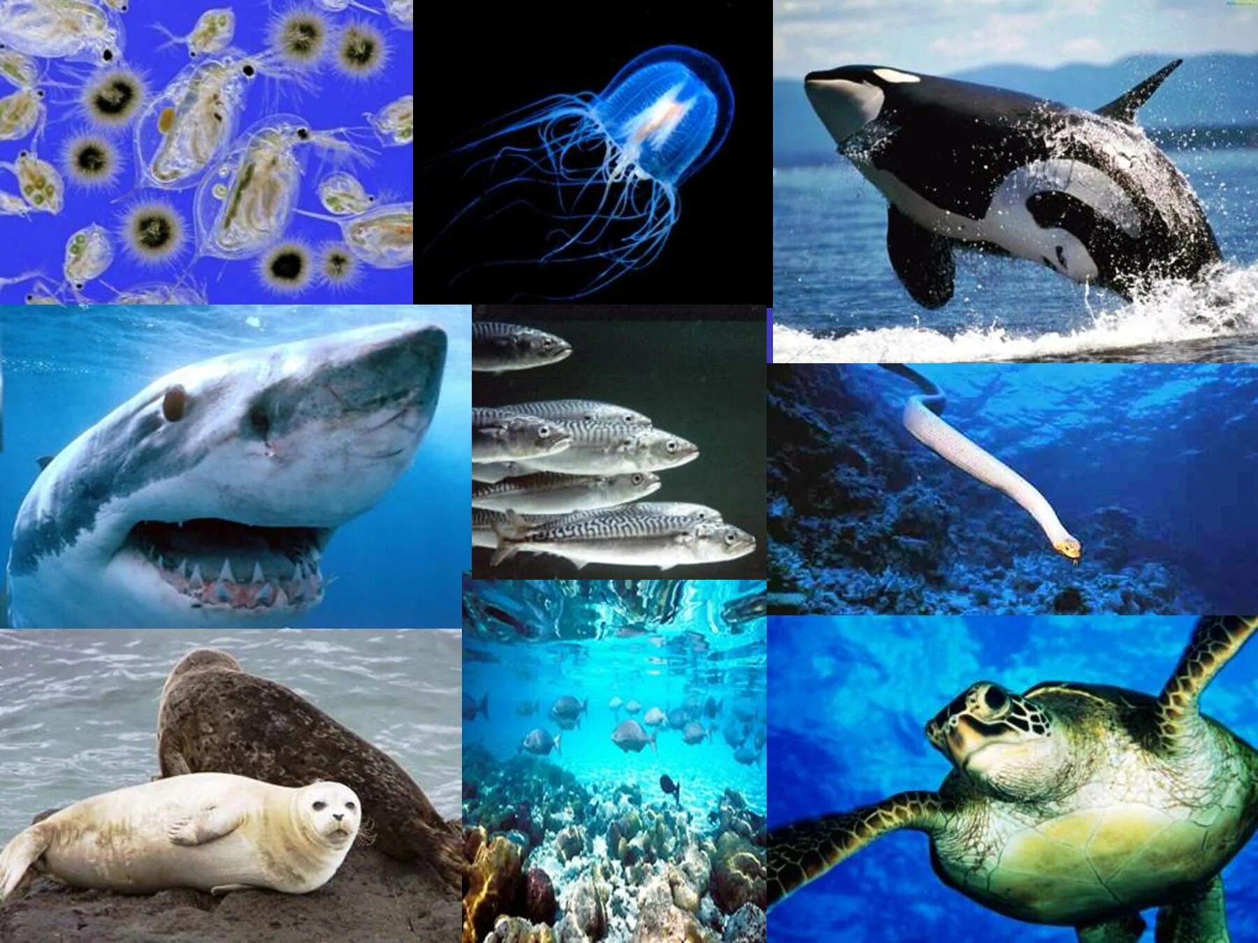 Обитатели океана презентация. Обитатели мирового океана. Животные Атлантического океана. Обитатели Тихого океана. Органический мир Тихого океана.