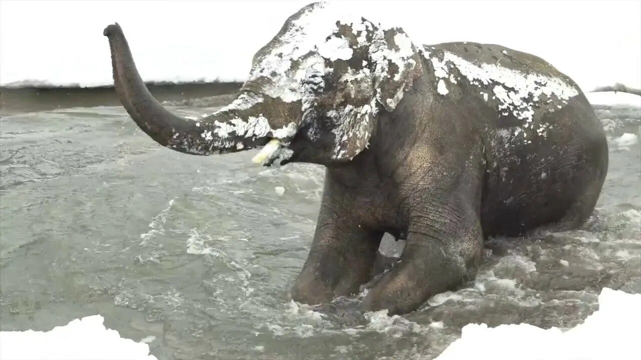 Зимний слоник. Слон зимой. Слон в снегу. Слоны зимой. Слонята и снег.