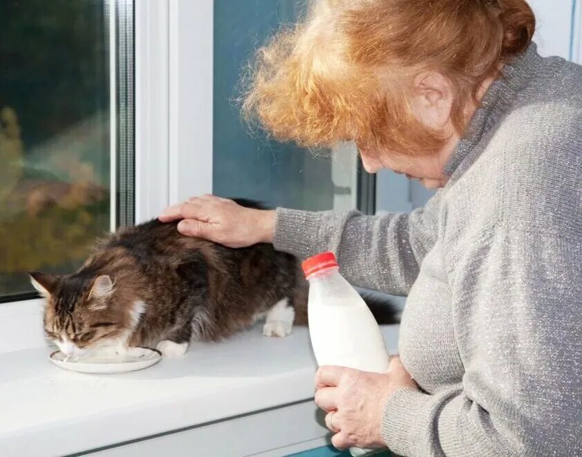 Женщина кормит кошек. Бабушка гладит кота. Старушка кормит кошек. Бабушка подкармливает кошек. Бабушка наливает молоко.