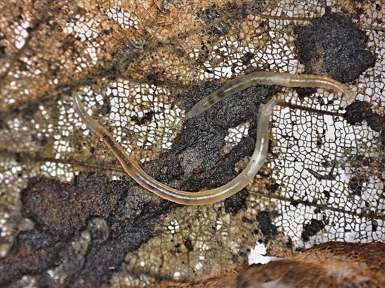 Нематоды относятся к почвенной фауне. Нематоды энхитрей. enchytraeus albidus. энхитреус альбидус.