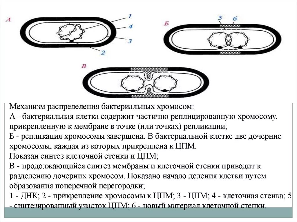 Прокариоты кольцевая днк. Механизм репликации бактериальной хромосомы. Репликация хромосомы прокариот. Репликация бактериальной хромосомы схема. Репликация ДНК У прокариот.