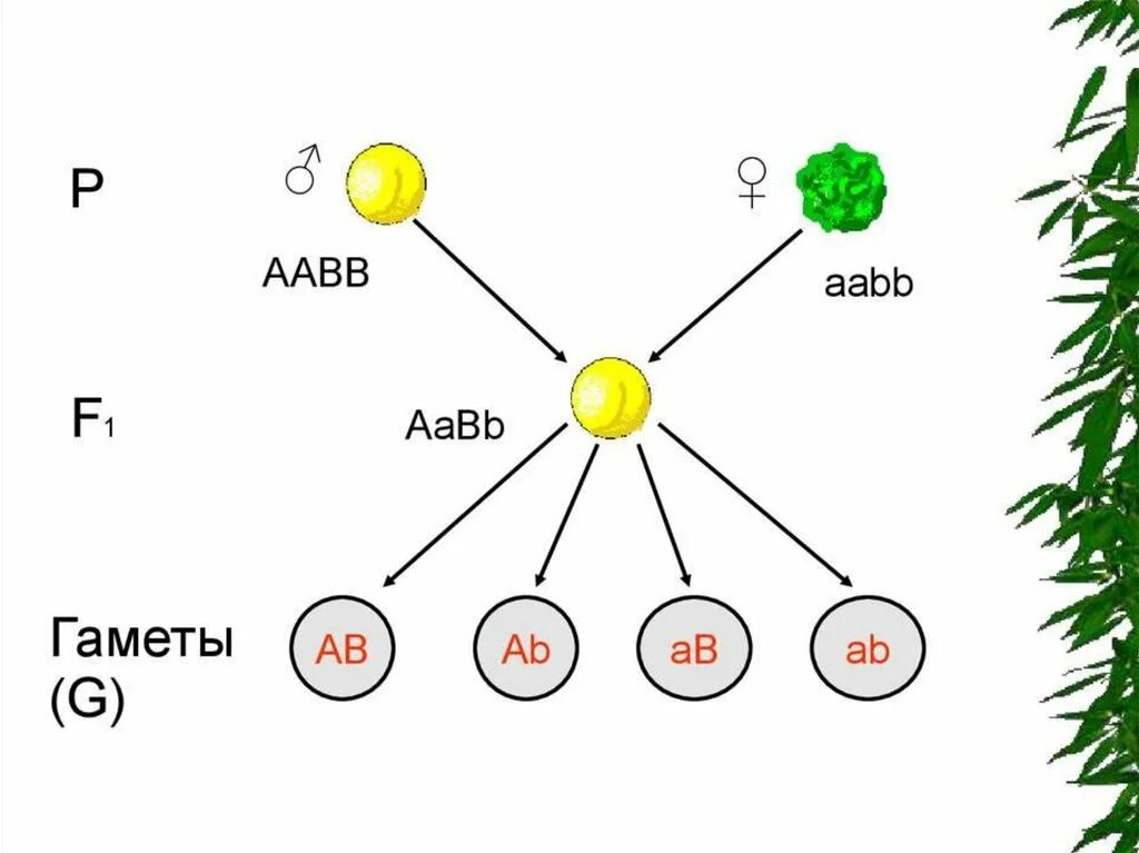 Дигибридное скрещивание. AABB гаметы. Скрещивание гамет. Дигибридное скрещивание гаметы.