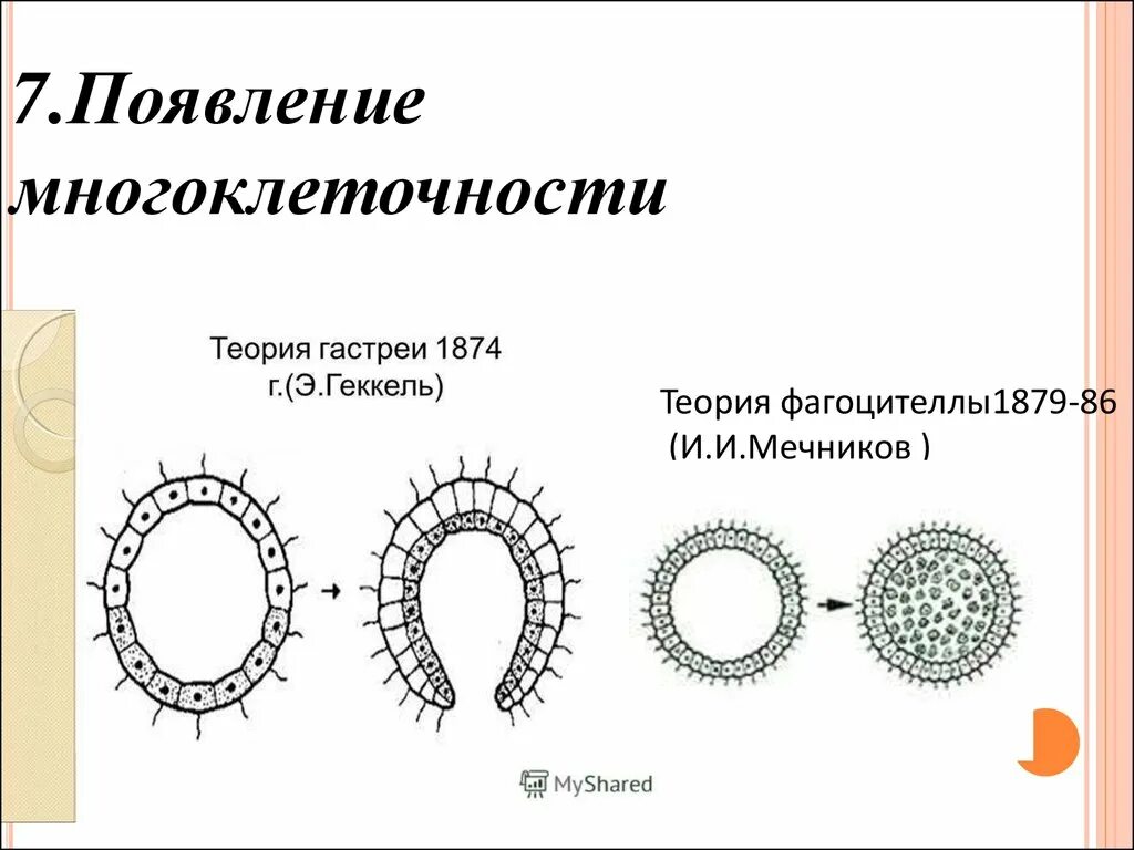 Появление многоклеточности привело. Теория фагоцителлы Мечникова. Гипотеза Мечникова фагоцителла. Гипотеза происхождения многоклеточности Мечников. Мечников теория фагоцителлы.