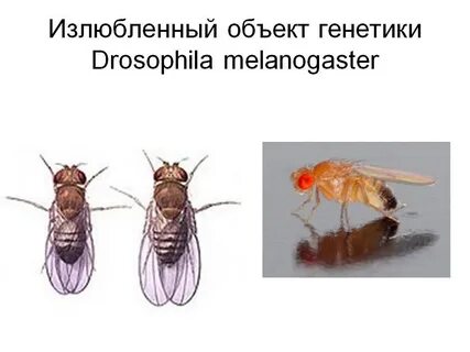 Появление мухи
