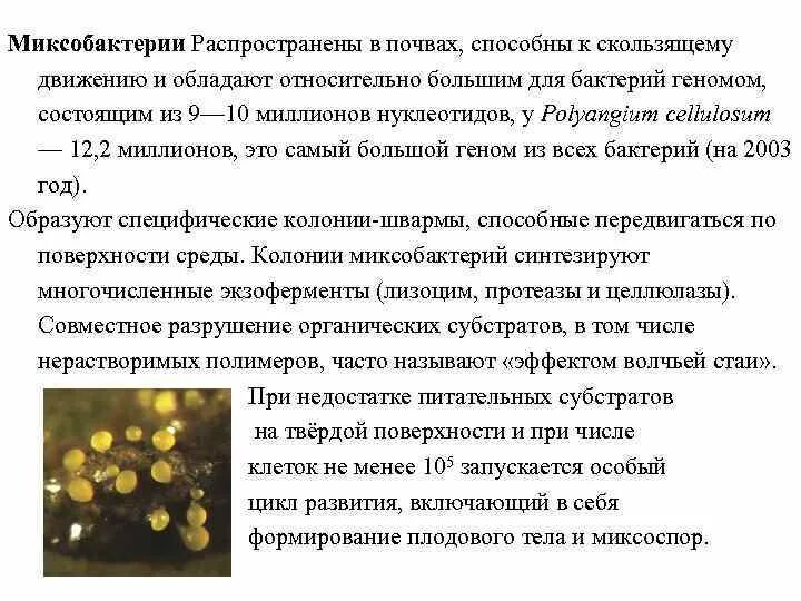 Плодовые тела миксобактерий. Строение и формы бактерий. Миксобактерии строение. Механизмы поступления веществ в бактериальную клетку. Цикл развития бактерий.