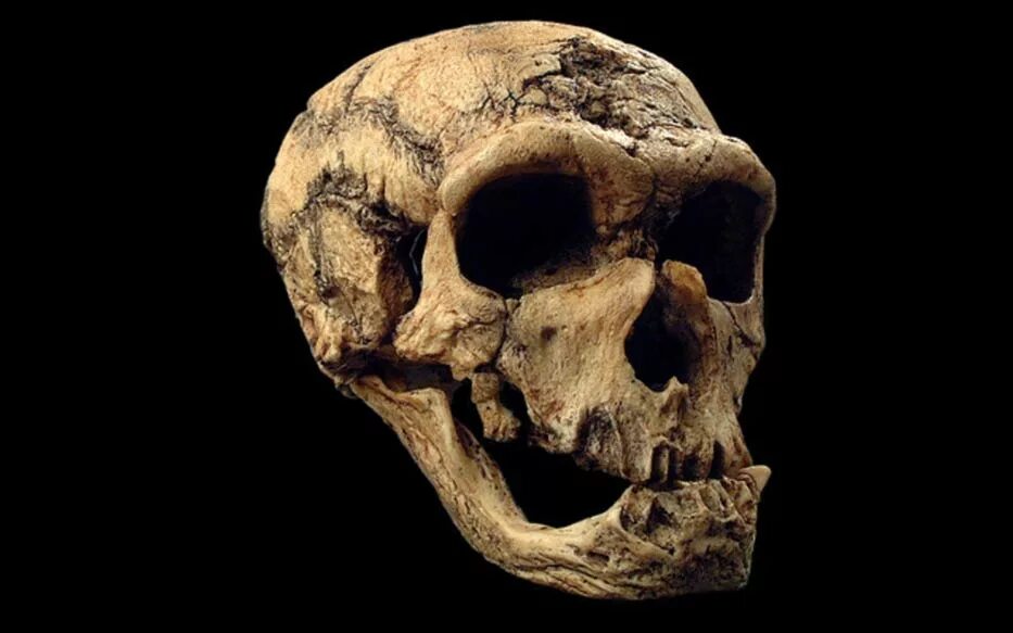 Череп древнего человека и современного. Неандерталец (homo Neanderthalensis) череп.