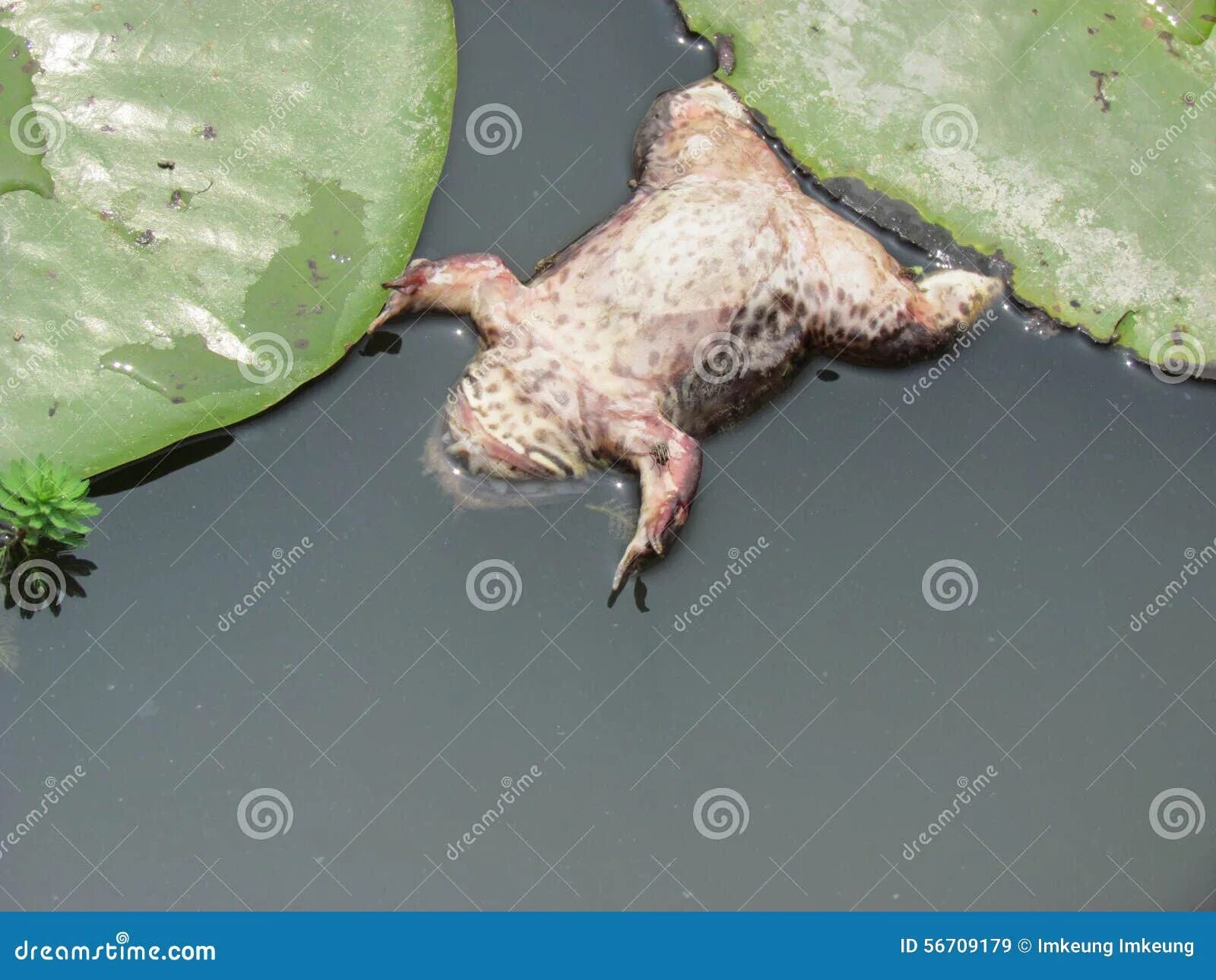 Утонувшая жаба. 3-я серия. Утонувшая жаба. Утонувшая жаба. Лягушка цвета хаки.