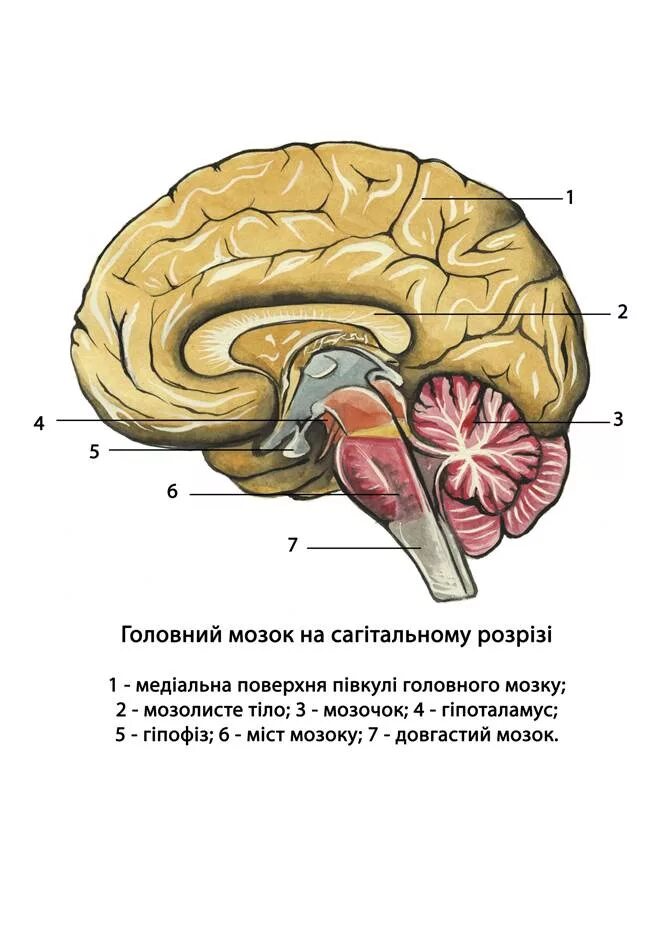 Диэнцефальные структуры мозга. Диэнцефальные отделы мозга это. Гипоталамо диэнцефальная область мозга. Гипоталамо-гипофизарно-тиреоидная система.