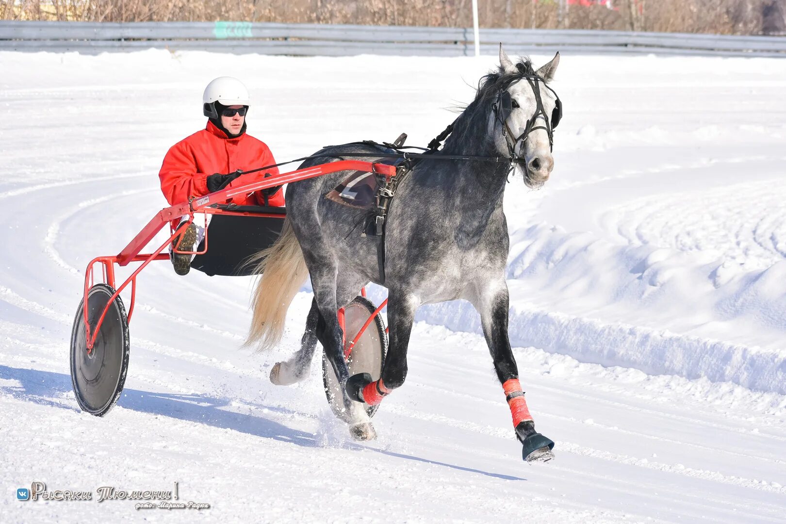 Мастер наездник