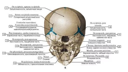 Задние кости черепа. Затылочная кость черепа анатомия. Кости черепа человека анатомия на латыни.