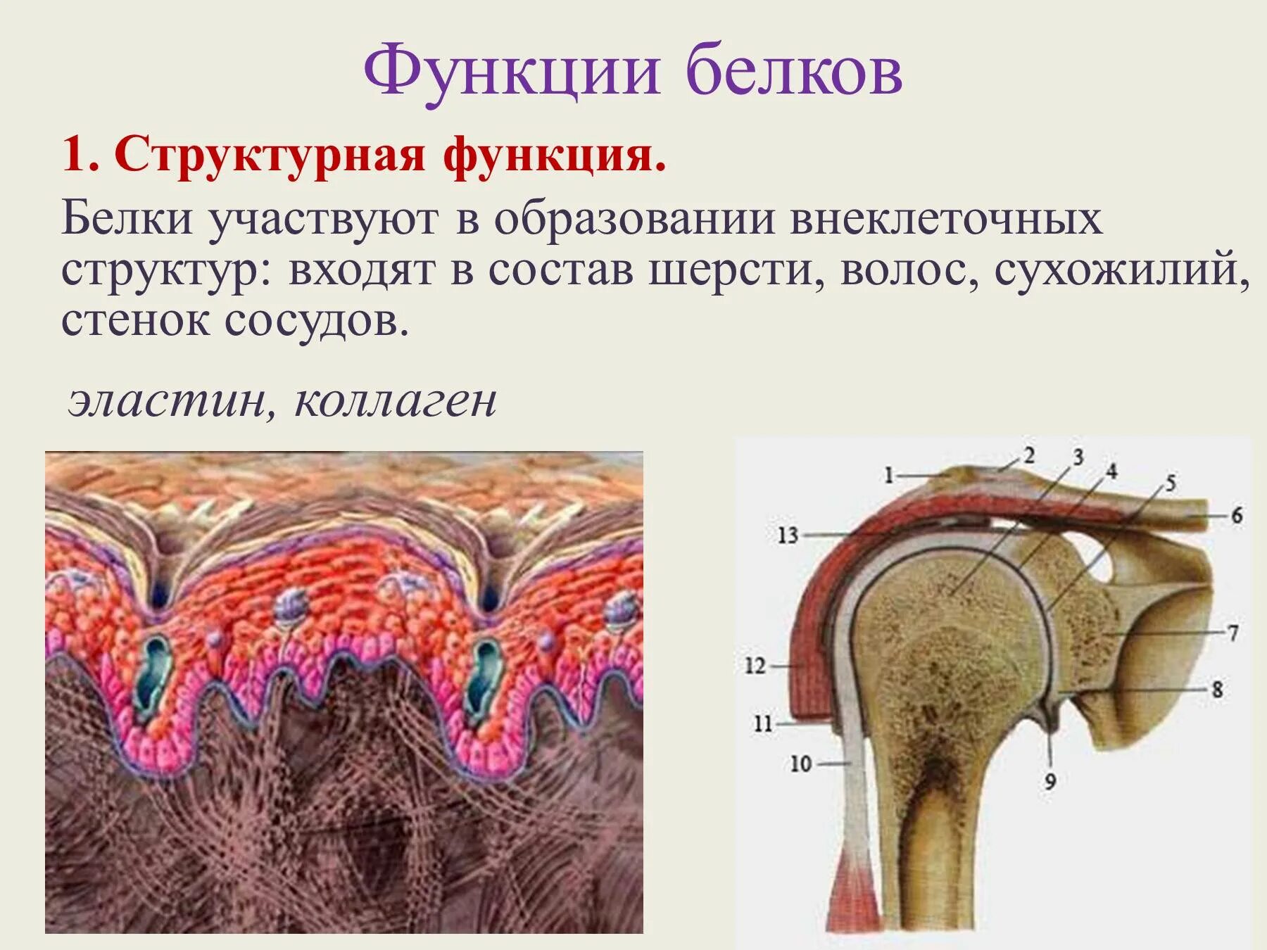 Что делают структурные белки. Структурная функция белков. Структурные белки функции. Структурная функция белка. Структурная роль белков.