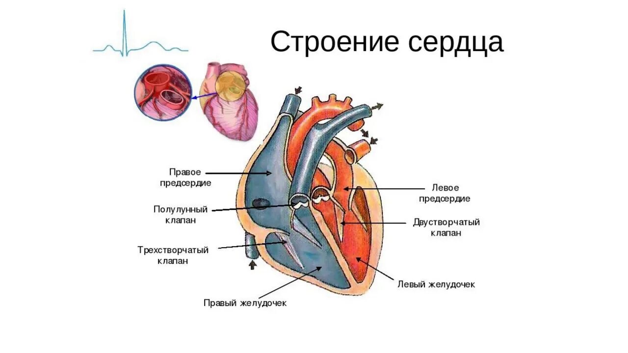 Какую функцию выполняют створчатые клапаны. Клапаны сердца схема. Створки трехстворчатого клапана анатомия. Трехстворчатый клапан латынь. Органы человека в котором имеются створчатые клапаны.
