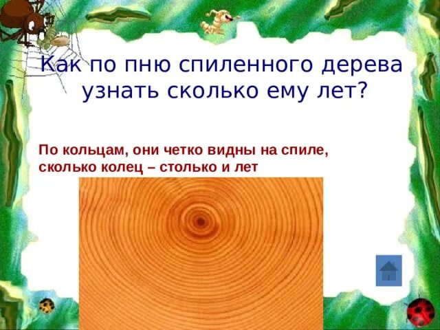 Возраст дерева по спилу. Как понять сколько лет дереву по кольцам. Как определить Возраст дерева по кольцам. Как понять сколько лет дереву. Группы возраста деревьев