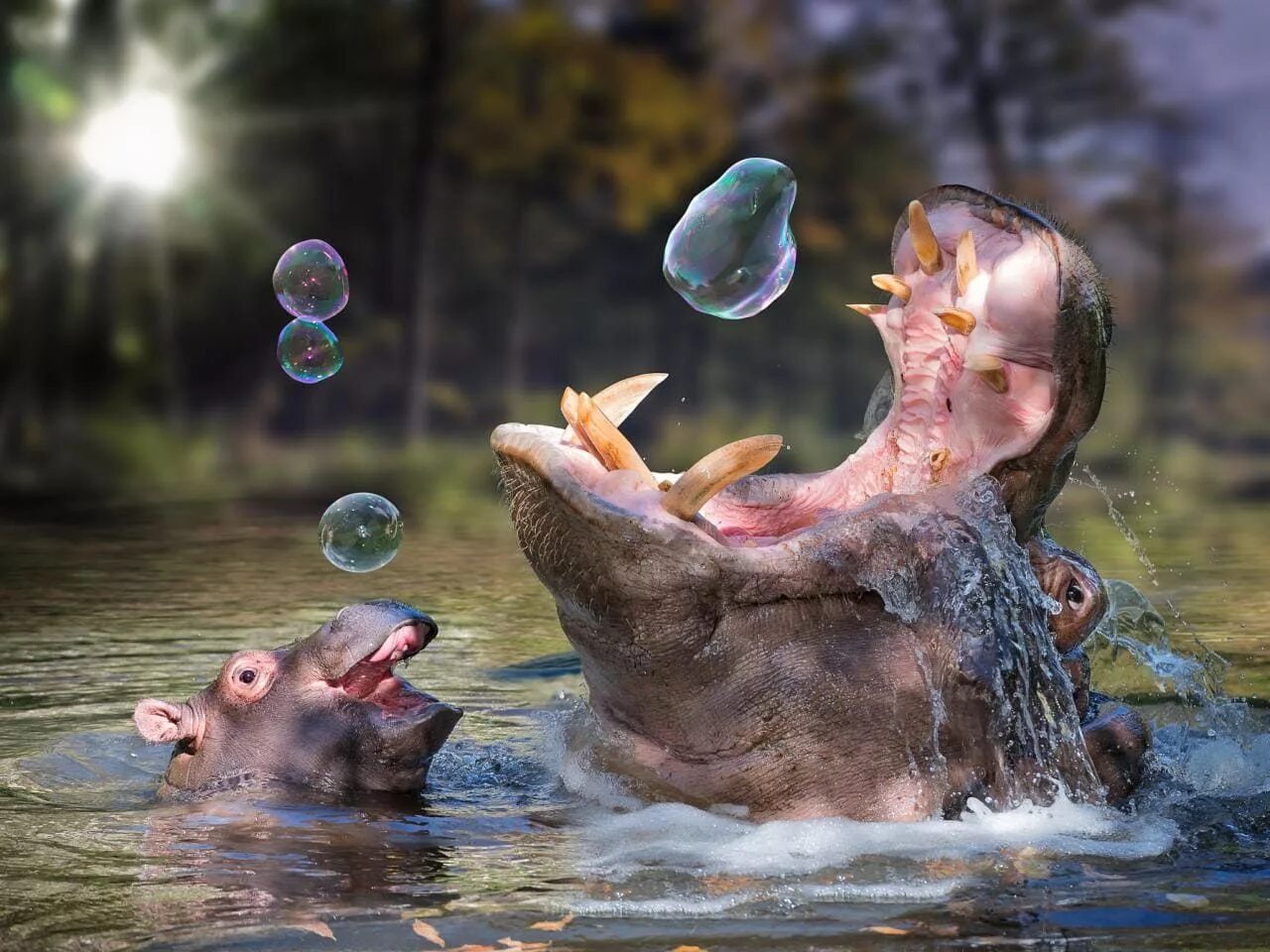 Животные купаются. Животные в воде. Мыльные пузыри и животные. Бегемот в воде. Гиппопотам в воде.