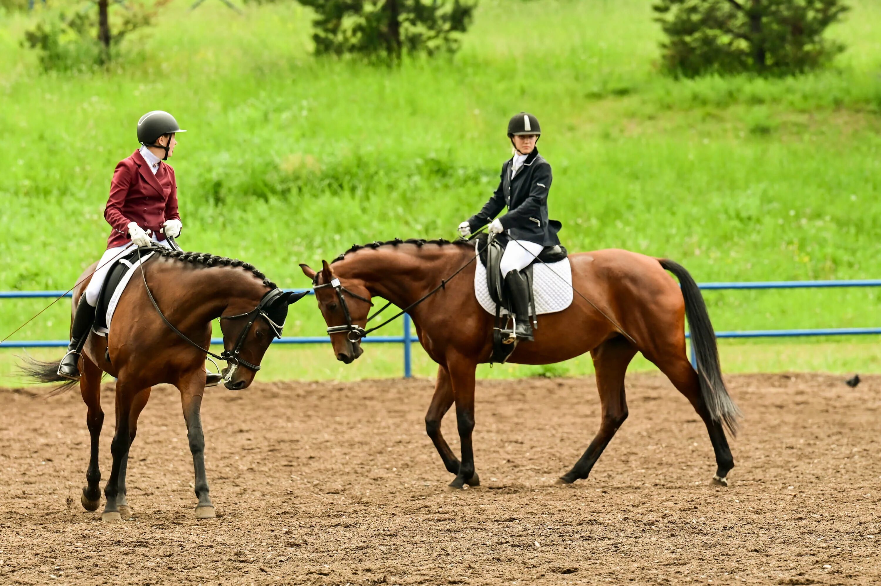 Конный спорт красноярск. КРАСГАУ Красноярск конный. Теория по конному спорту. Учебный конно-спортивный комплекс Красноярский ГАУ, Красноярск. СФО по выездке.