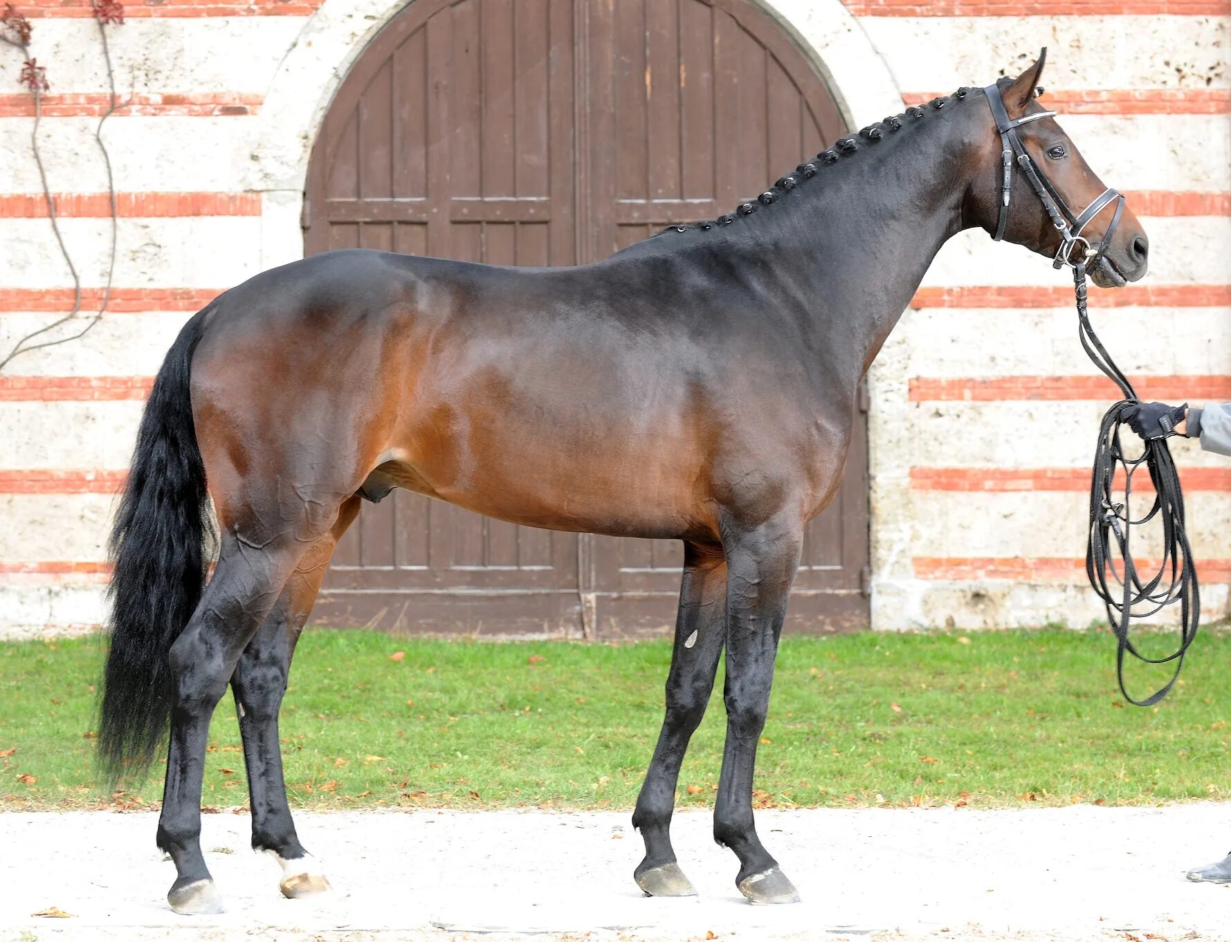 Рассмотрите фотографию коричневой лошади с черными ногами