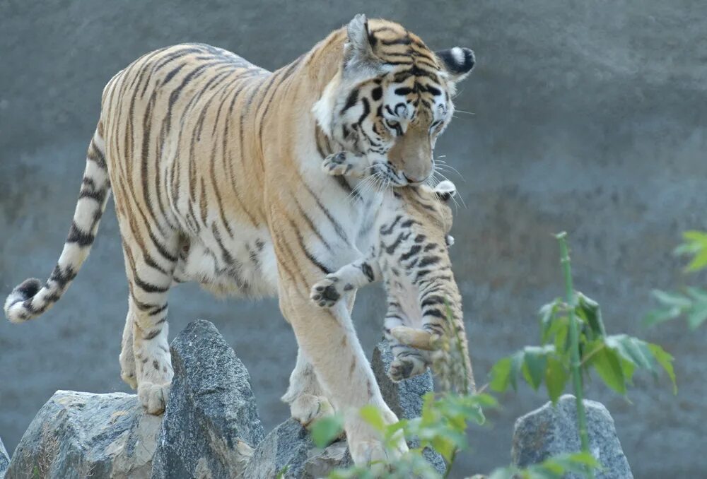 Амурский тигр. Амурский тигр белый. Челябинский зоопарк тигры. Подвиды Амурского тигра.